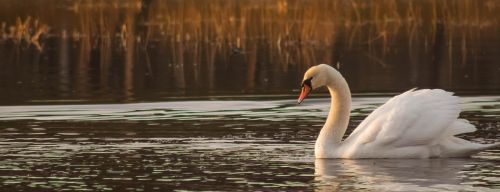 swan birds water bird