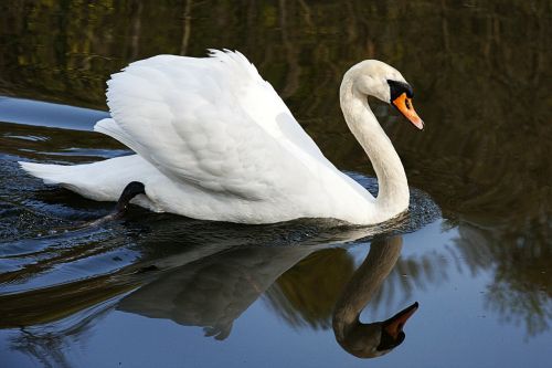 swan water bird water