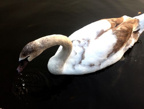 swan white beautiful