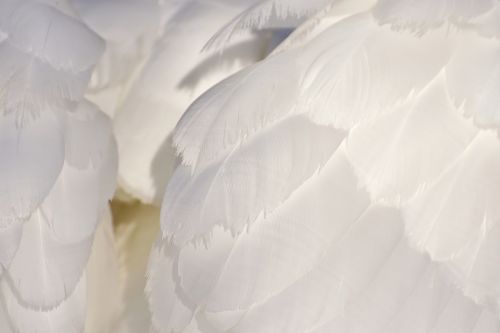 swan feather plumage
