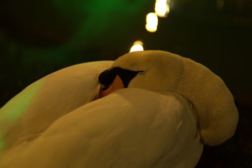 swan artificial lighting nature