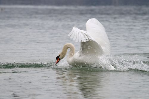 swan lake white swan
