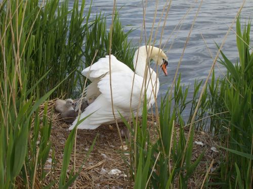 swan animal