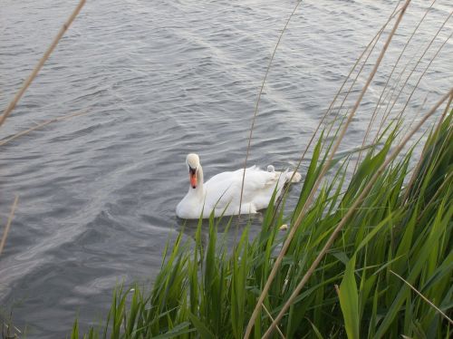 swan water bird nature