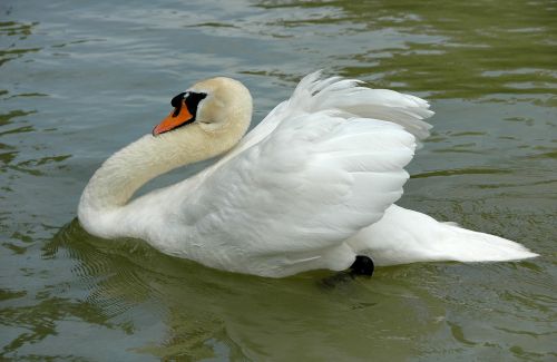 swan swim white