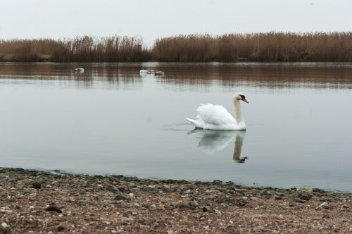 swan swimming waterfowl