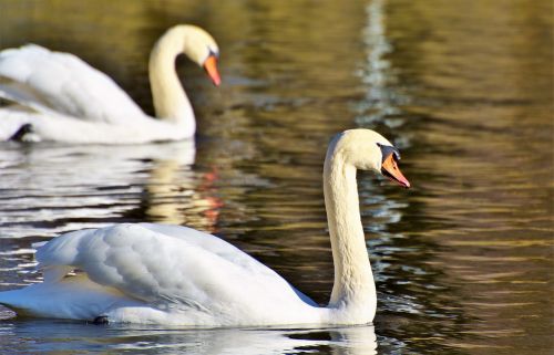 swan water bird schwimmvogel