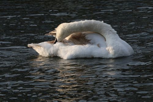swan young bird waters