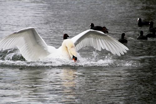 swan lake animal world
