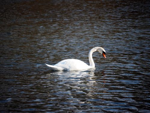 swan nature water