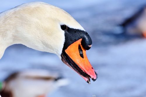 swan water bird schwimmvogel