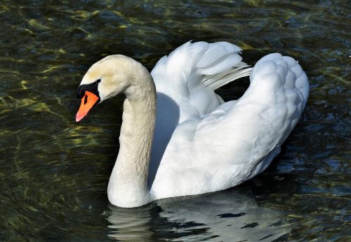 swan water bird schwimmvogel