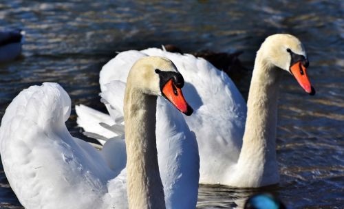 swan water bird schwimmvogel