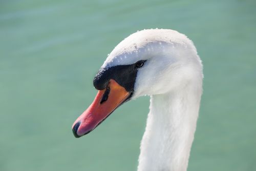 swan portrait bird