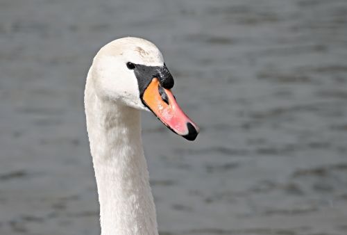 swan mute swan cygnus olor