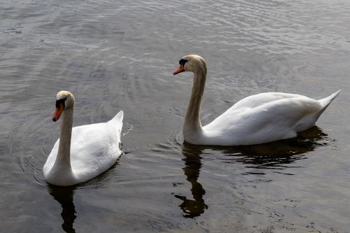 swan bird waters