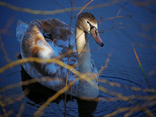 swan water bird