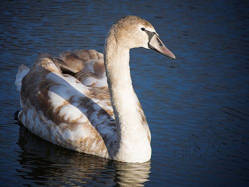 swan water bird