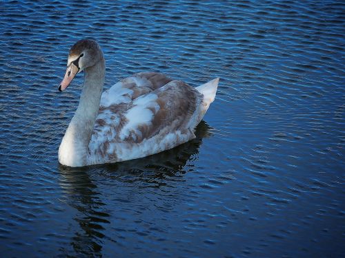 swan water bird