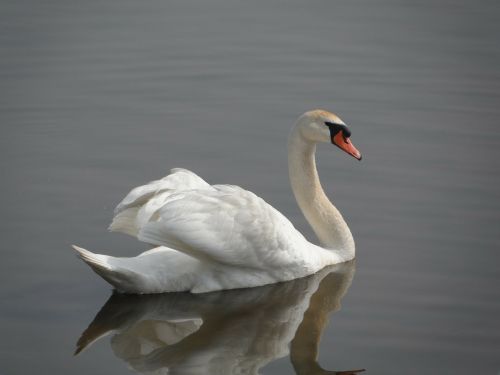 swan duck bird