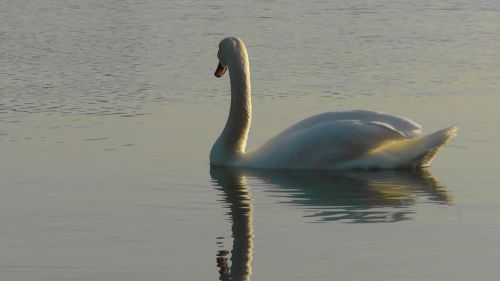 swan rhine swans