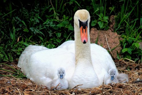 swan chicken swan kücken