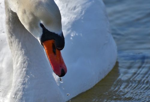 swan elegant noble