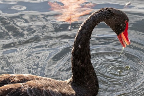 swan  black swan  water