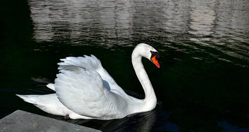 swan  body of water  bird