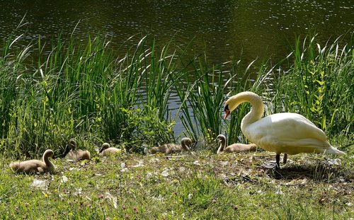 swan  greizer park  thuringia germany
