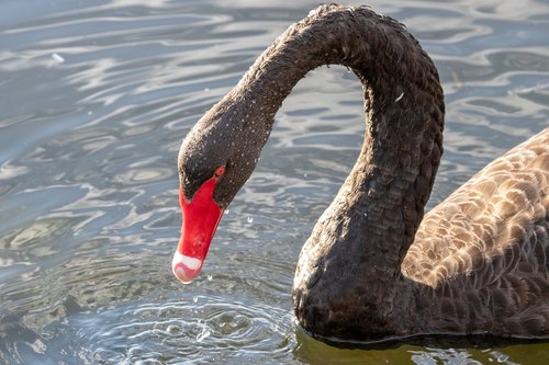 swan  black swan  water