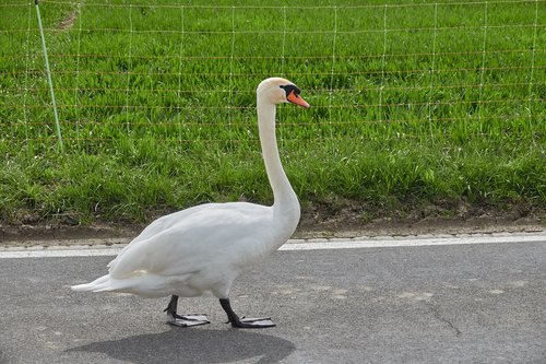 swan  white swan  road