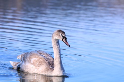 swan  water bird  water