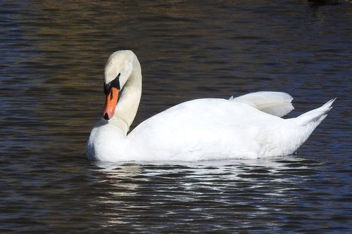 swan  waters  bird