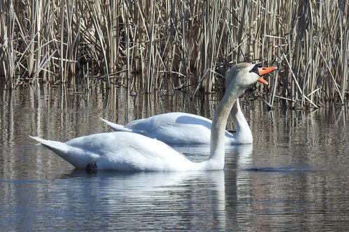 swan  waters  bird