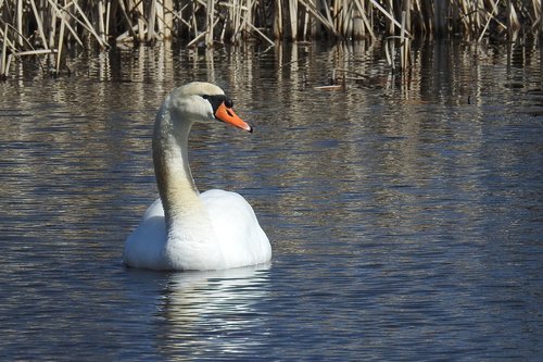 swan  waters  bird