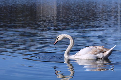 swan  water  surface