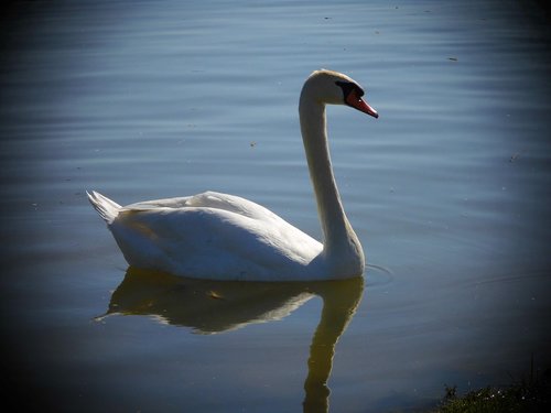 swan  aqueous  bird