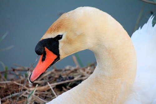 swan  bird  nature