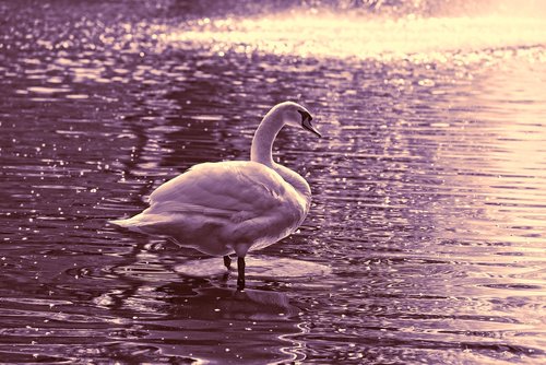 swan  bird  water bird