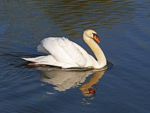 swan  impressive pose  attack