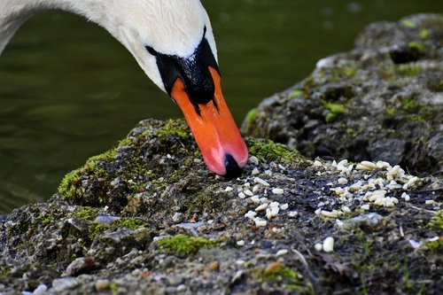 swan  eat  elegant