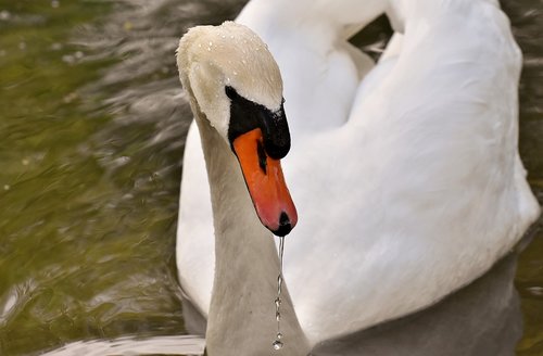 swan  elegant  noble