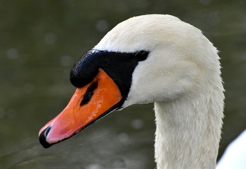 swan  elegant  noble