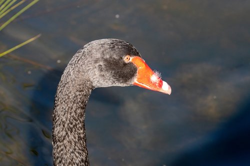 swan  black swan  bird