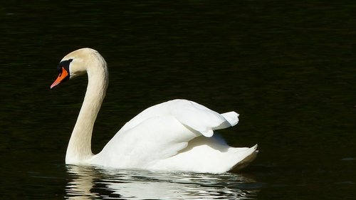 swan  body of water  bird