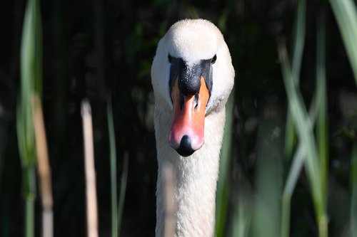 swan  portait  bird