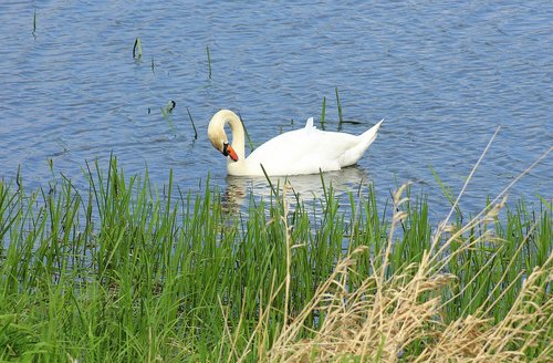 swan  water bird  wild birds