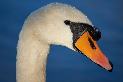 swan  bird  a