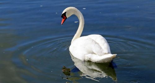 swan water bird water